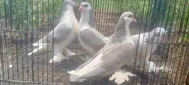 Merpati hias lahore remaja