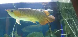 Jual ikan arwana super red kesayangan