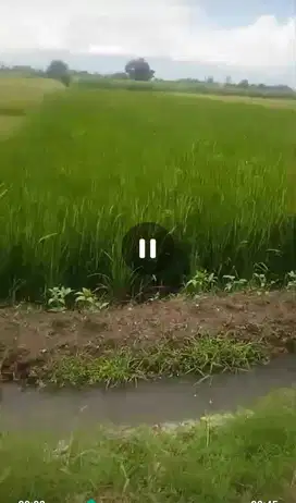 Dijual tanah nol jalan Ngoro, Jombang untuk pertanian / peternakan