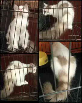 Betina belang telon coklat 3bulan manis