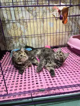 Ready Persia mix Maine Coon