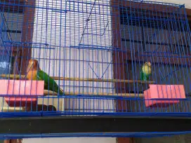 Dijual sepasang lovebird,PB dan biola...