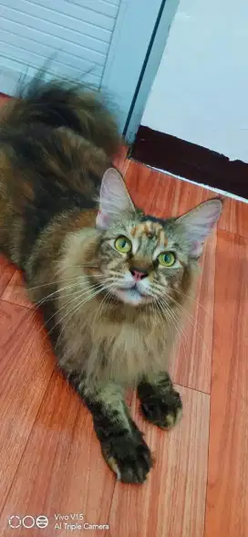 Kucing mainecoon female Ped CFA beres pacak sama ped cfa juga