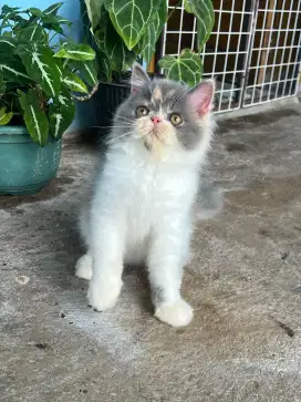 Kucing exo betina 4 bulan bisa cod