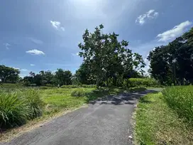 Tanah Murah Jogja, View Sawah Cocok Bangun Villa