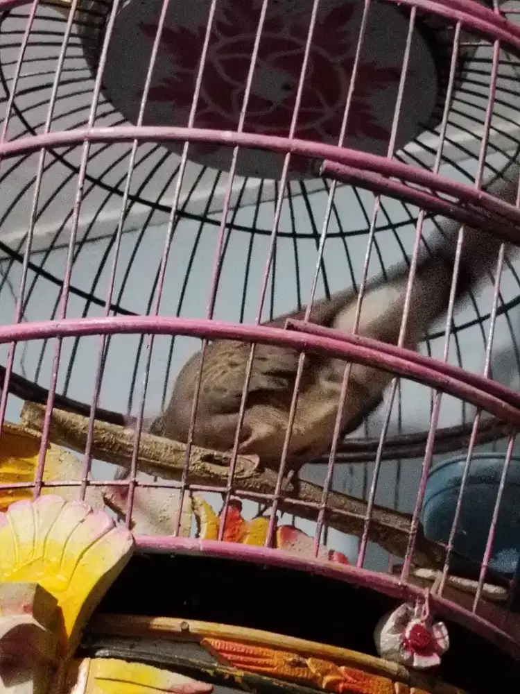 Derkuku lokal kuk 3 stabil.