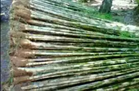 jual pohon hias dan bambu jepang