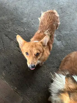 corgi jantan 2tahun