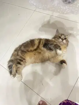 Kucing persia badan besar