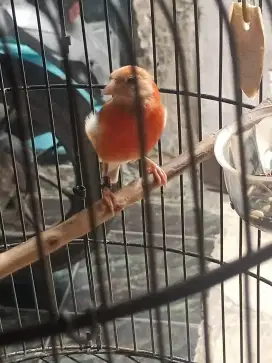Sisiskin double dilute ring gacor sehat mulus