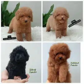 Toy tiny poodle lucu boleh nego