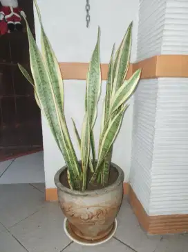Tanaman pohon uang P150cm + sudah berikut pot semen 40cm, bisa nego