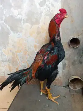 ayam bangkok berkualitas