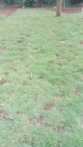 Rumput untuk makam
