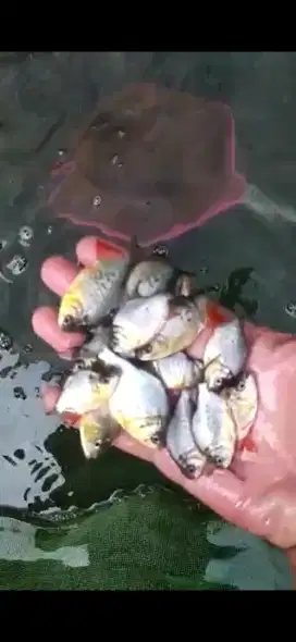 Bibit unggul ikan bawal ukur 9~10 bak sortir