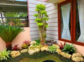Rumput gajah jepang lamuran