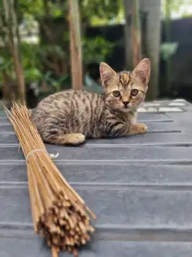 Kitten usia 3 bulan *FREE ADOPTION*