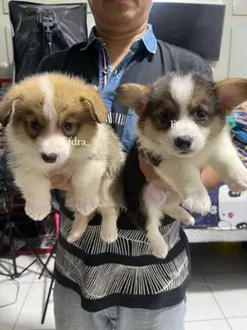 Dijual Puppy Anakan anjing welsh corgi jantan cowok sable tri color