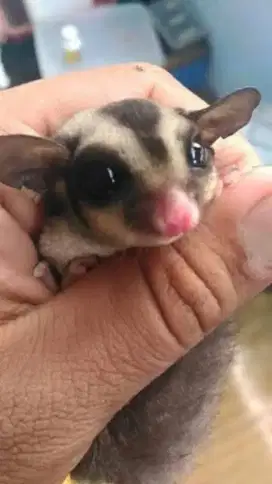 Sugar glider sebatang kara