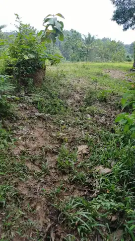 Dijual Tanah Jalan Utama Desa Ridogalih Kec.Cibarusah Bekasi