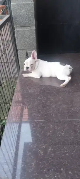 MINI FRENCHIE UMUR 5 BULAN JANTAN
