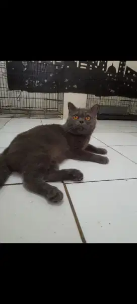 Pacak kucing British,garansi