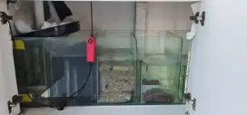 Tank atau Akuarium