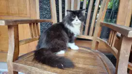 Keluarga Kucing persia