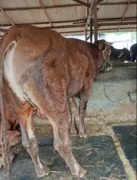 sapi qurban 450kiloan timbang real hidup2 siap hewan kurban 2025 puasa