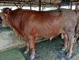sapi jantan 450 kiloan timbang real hidup2 siap hewan kurban 2025 puas