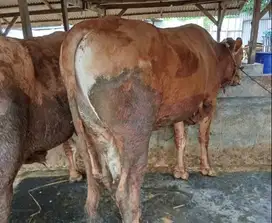 sapi jantan 450kiloan siap hewan qurban 2025 timbang real hidup2 puas
