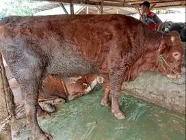 sapi jantan 450kiloan timbang real hidup siap hewan kurban 2025 manteb