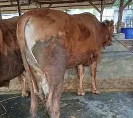 sapi jantan 450kiloan timbang real hidup2 siap hewan kurban 2025 puas