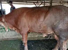 sapi jantan 450kiloan siap hewan kurban 2025 timbang real hidup2 puas