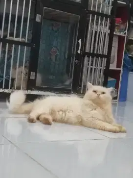 LA kucing Persia JANTAN Dewasa Big Bone