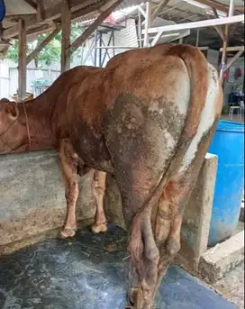 sapi qurban 450kiloan timbang real siap hewan kurban 2025 jamin manteb