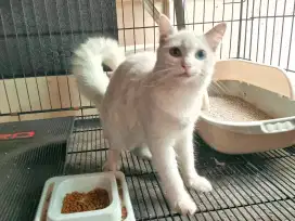 Kucing mata Flip Flop (kuning-biru) / Odd Eyes