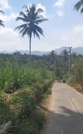 kebun datar air melimpah