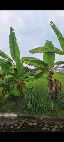 Tanah renon denpasar dijual