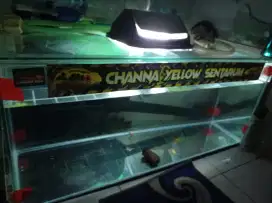 Akuarium panjang satu meter ,