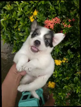 Anakan anjing mirip boneka imut lucu gemesin mixbreed corgy istimewa