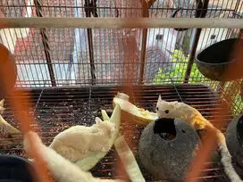 Sugar glider leu leucistic atau moza mozaic murah