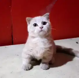 Kucing munchkin Gaelic jantan 3 bulan