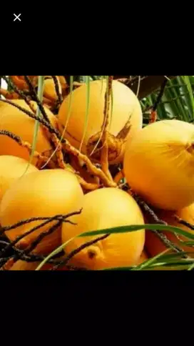 Buah kelapa gading kuning