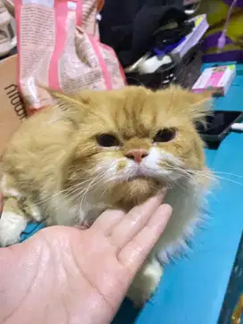 kucing persia tabby