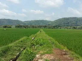 JUAL TANAH KULONPROGO DI NANGGULAN VIEW SAWAH