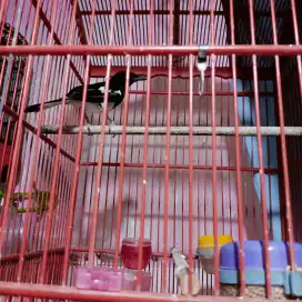 Burung Kacer gacor pagi siang malam subuh