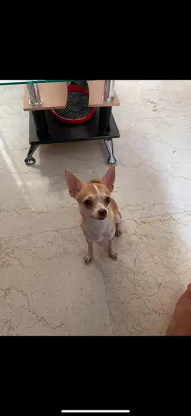 Chihuahua betina