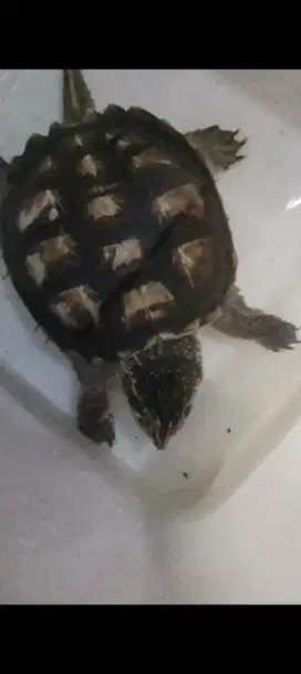 Kura turtle cst