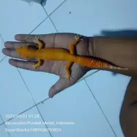 Leopard gecko sunglow